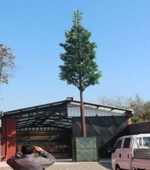Βιονικός πύργος πεύκων του κυψελοειδείς σταθμού βάσεων